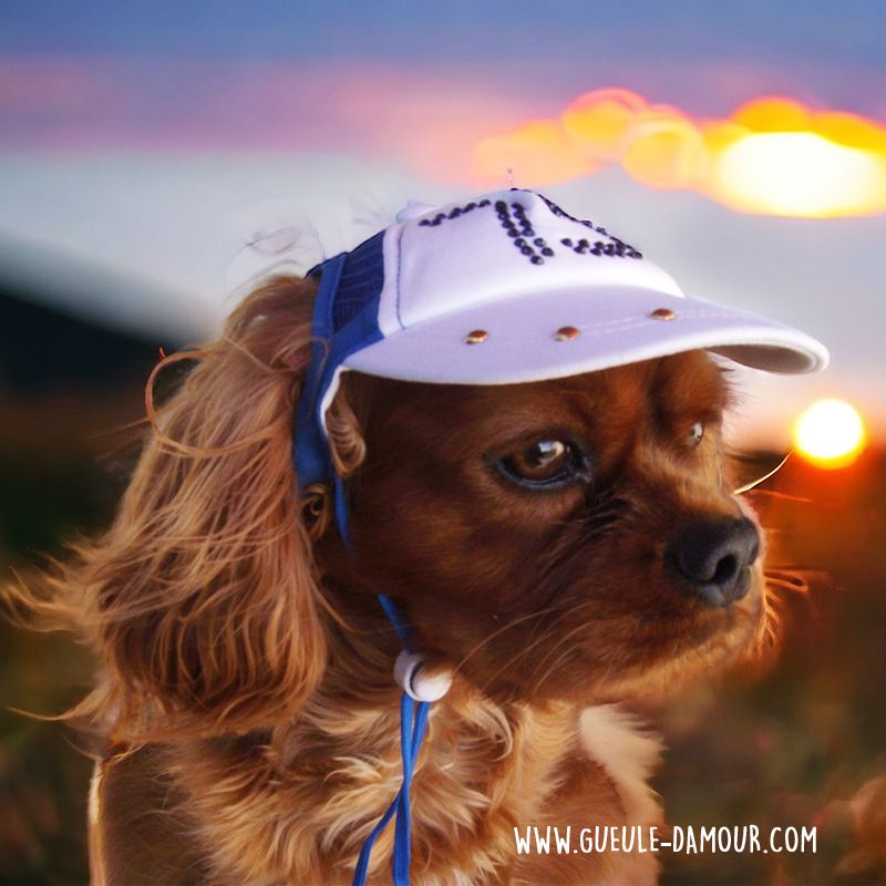 casquette pour chien