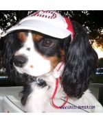 casquettes pour cavalier king charles