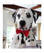 Bow tie for large dog