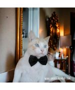 bow tie for dog and cat
