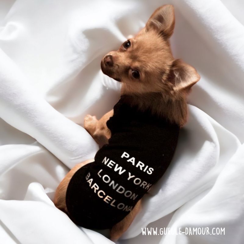 Camiseta pequeña para chihuahua, cachorro bebé entrega barata Lyon, Marsella, París, Orleans, Vichy, Deauville, Cannes, St