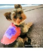 Traje de verano para perro pequeño, mini perro, raza miniatura para regalo de cumpleaños de moda original para animal pequeño