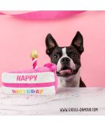 dog plush birthday cake