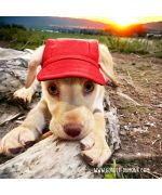 dog sun cap