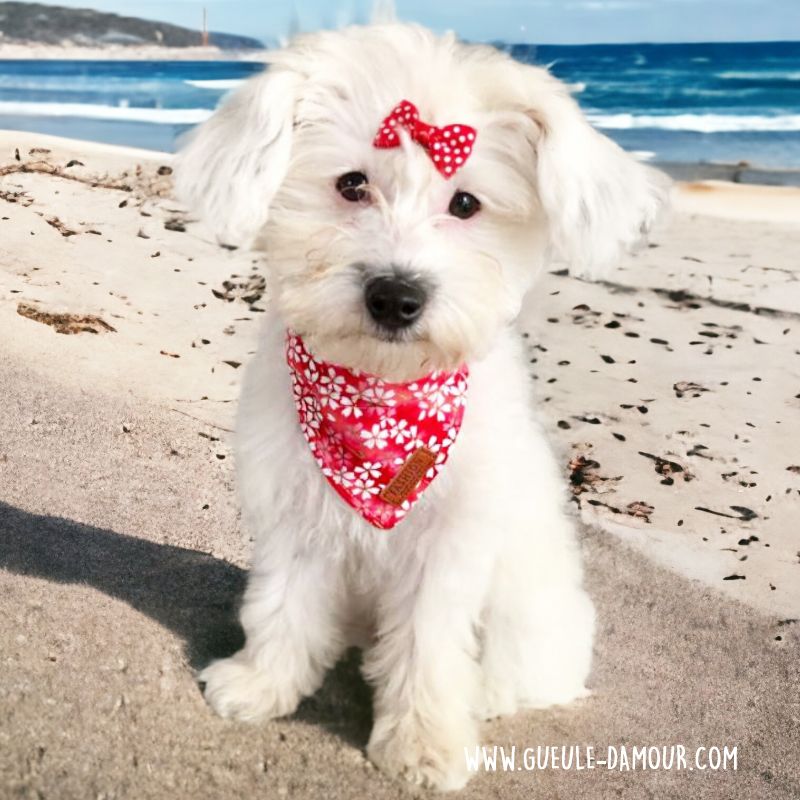 collar de bufanda para perro pequeño chic