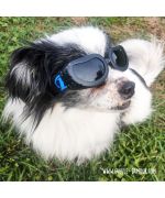 lunette de soleil pour petit chien