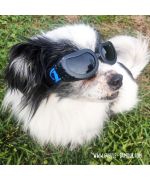 Sunglasses for small dog boutique Maw Love