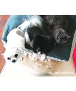 mattress for dog and cat vichy sober colour and class snug and comfortable cheap delivery, nancy, paris, lyon