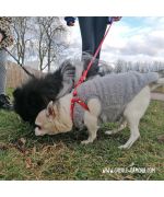 Harnais step in pour chien