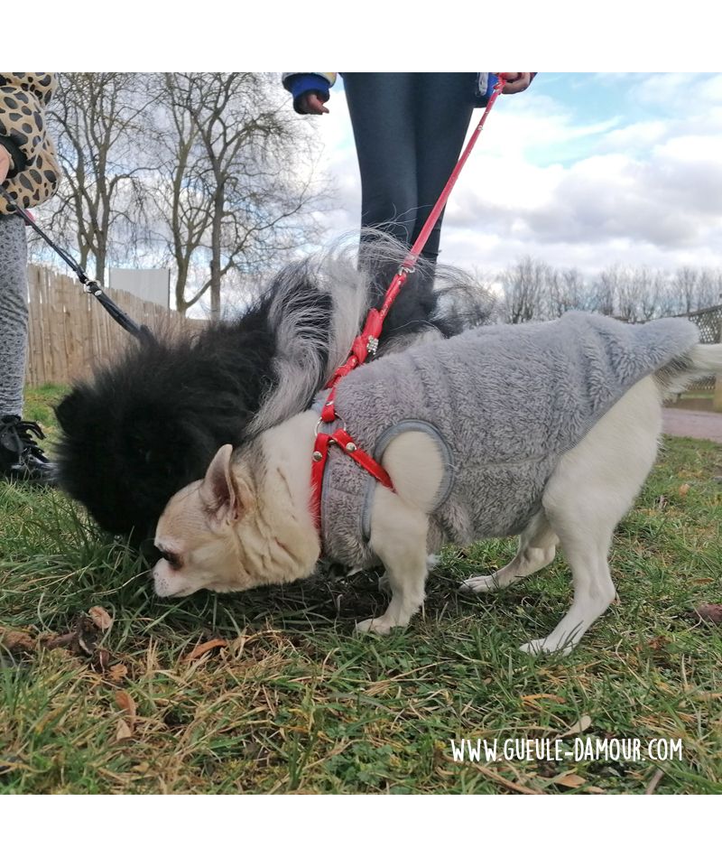 Chiot Bouledogue Français en laisse, ou tenus en laisse et harnais