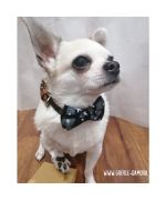 Chic collar for chihuahua