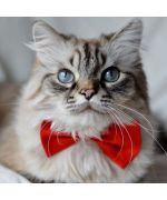 bow tie for cat