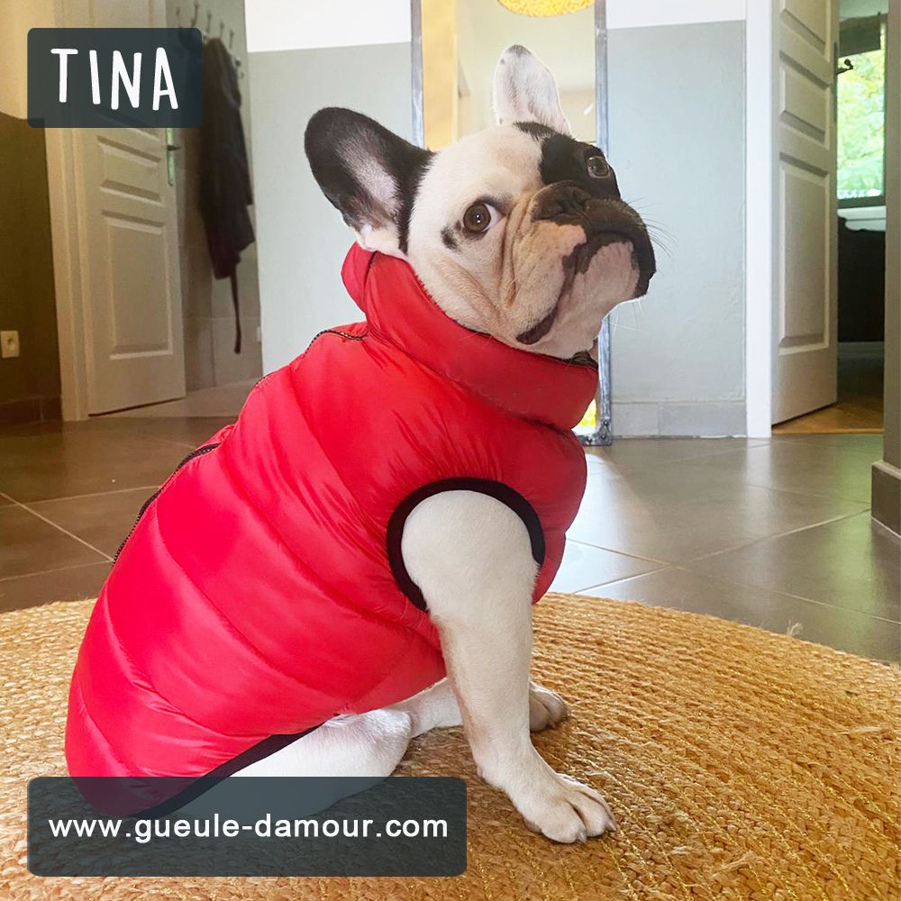 Down jacket for little French bulldog