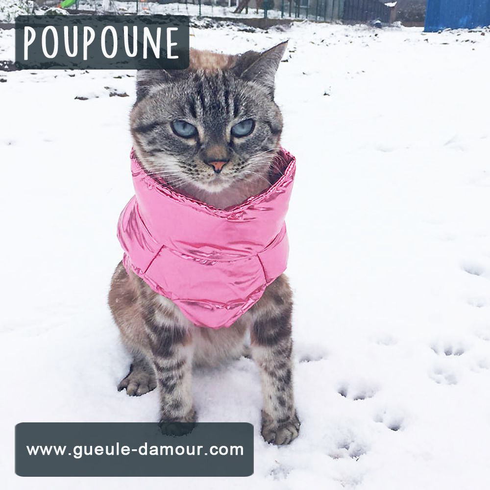 winter cat in puffer jacket meme