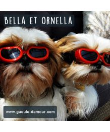Lunette de soleil pour petit chien