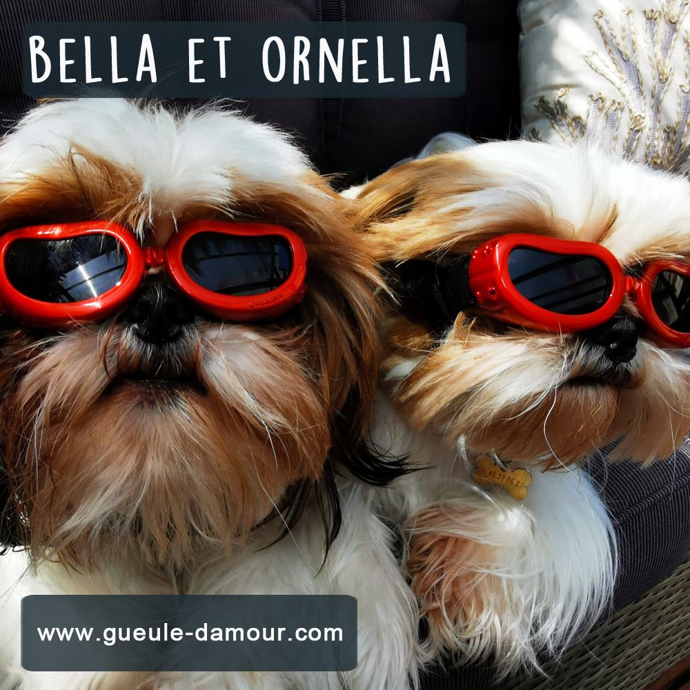 Sunglasses for small dog boutique Maw Love