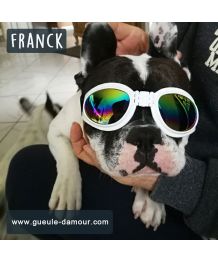 Lunette de soleil pour chien