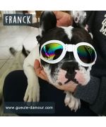 Lunette pour bouledogue français