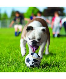 Sport ball for dogs and cats