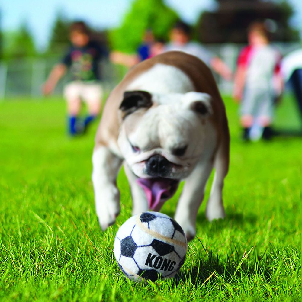 balle pour bouledogue français