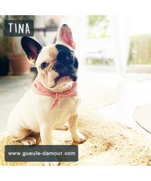 Bandana para perro - cuadros rosa