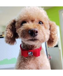 Dog collar with bow tie - red