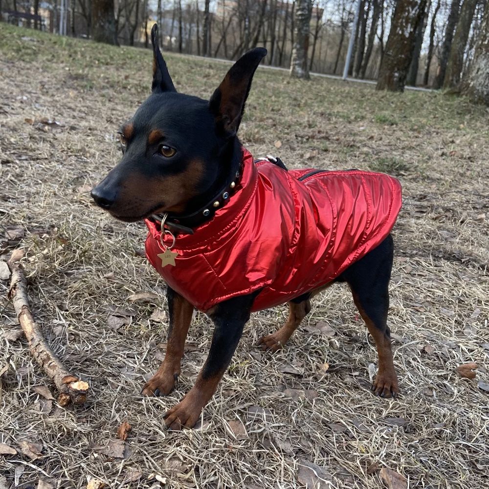 abrigo rojo para perro