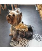 golden dog coat