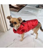 manteau rouge pour chihuahua