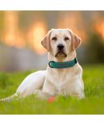 collier vert pour grand chien