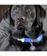 medaille grand chien labrador