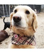 médaille gravée pour labrador