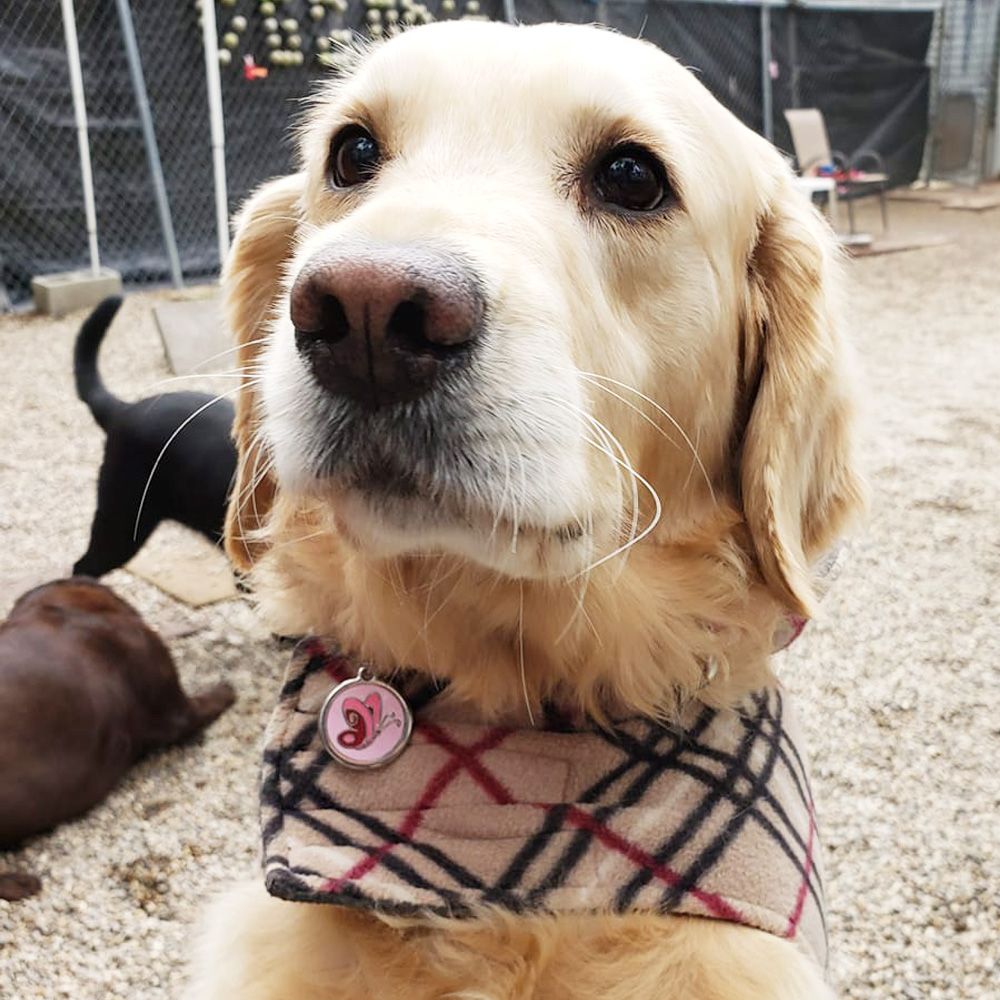 Médaille personnalisée patte pour chat et chien-Petits Compagnons