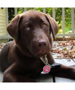 medaille pour chienne labrador