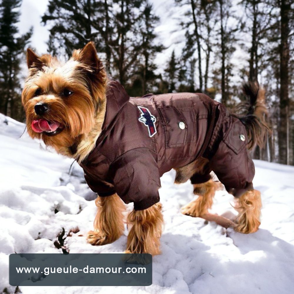 Automne-Hiver : quels accessoires pour chouchouter votre chien ?