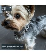 Collier marron pour petit Yorkshire Terrier