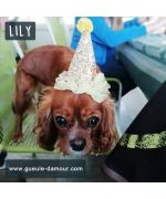 cavalier king charles trop mignonne avec son petit chapeau