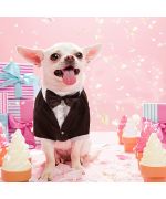 Tuxedo for animals: chihuahua, yorkshire, bichon, poodle, pug, bulldog, jack russel, dog and cat...