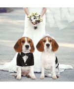 Tuxedo for animals: chihuahua, yorkshire, bichon, poodle, pug, bulldog, jack russel, dog and cat...