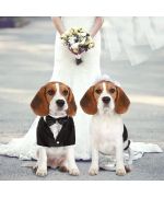 costume de mariage pour chien