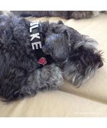 rhinestone collar for large personalized dog