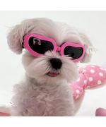 lunette de soleil pour bichon