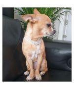 adorable chelsea chihuahua and her white pearl necklace with little heart