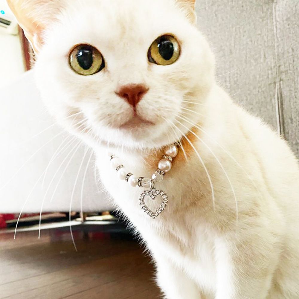 collier fantaisie pour chat