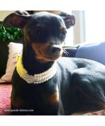adorable chihuahua de chelsea y su collar de perlas blancas con corazoncito