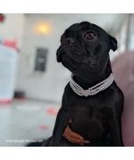 adorable chihuahua de chelsea y su collar de perlas blancas con corazoncito