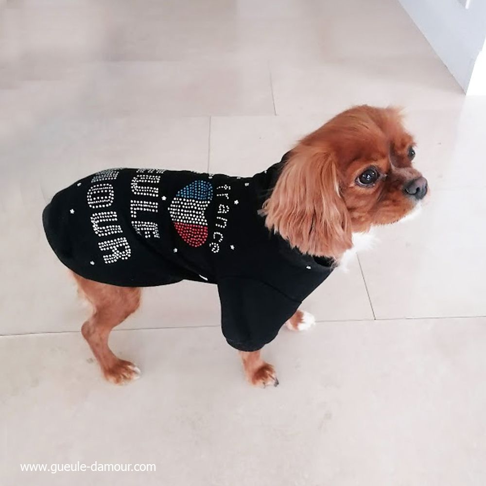 sweat pour cavalier king charles