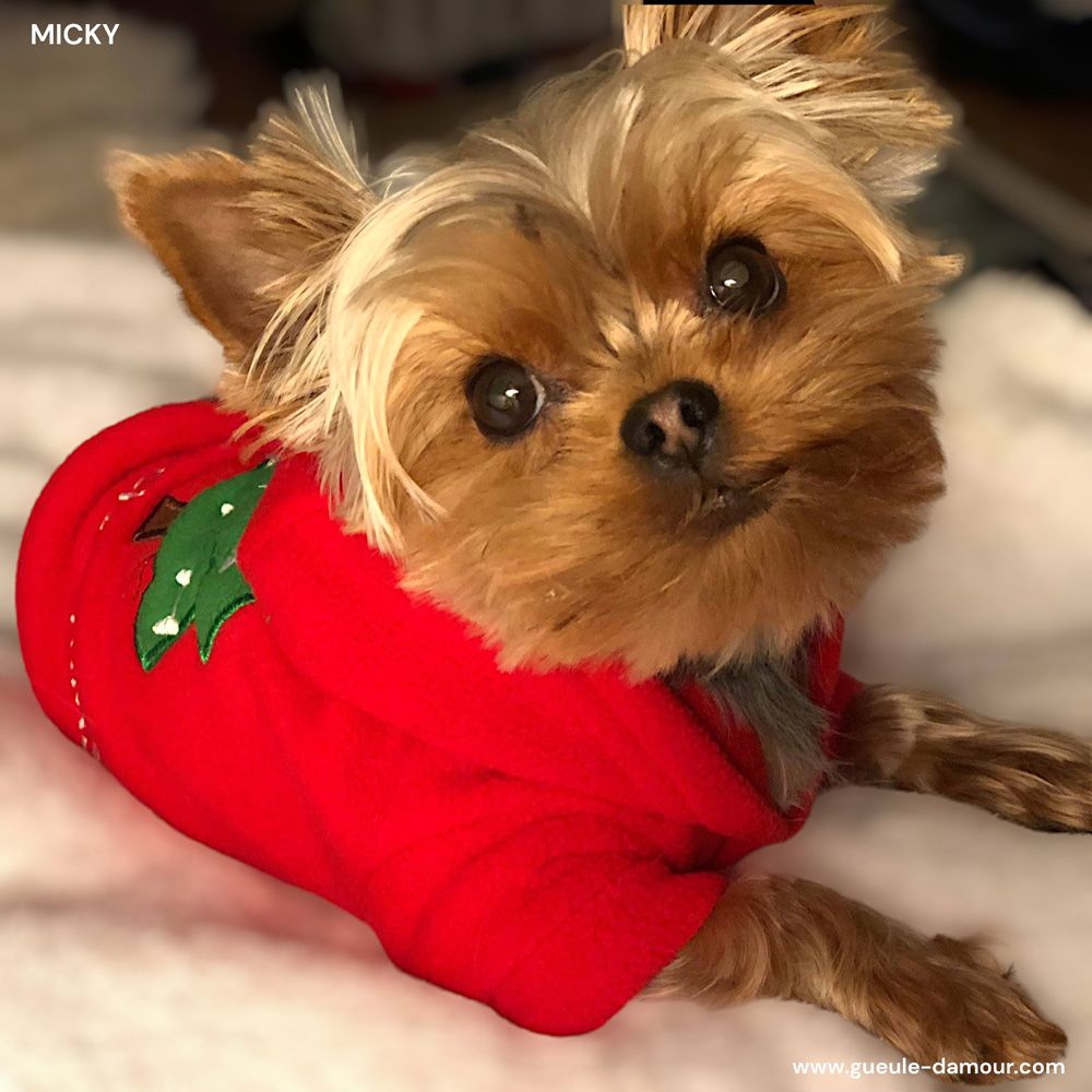 Jersey navideño con capucha para perro rojo regalo original boca de amor Francia