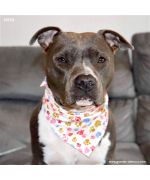 bandana for funny animals with dog paws at mouth of love