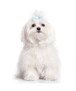 barrette chien sur bichon